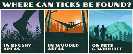 Tick_1